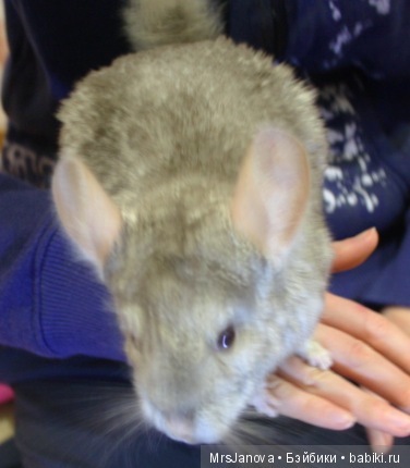 Шушенька | Бэйбики Шушенька — Болталка и разговоры обо всем: жизнь (фото 4)