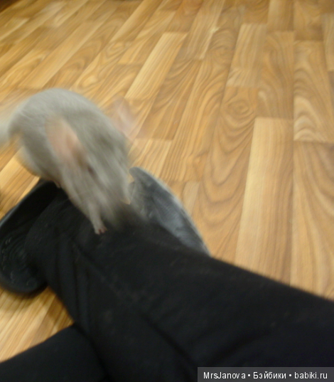 Шушенька | Бэйбики Шушенька — Болталка и разговоры обо всем: жизнь (фото 2)