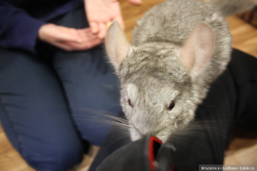 Шушенька | Бэйбики Шушенька — Болталка и разговоры обо всем: жизнь (фото 3)