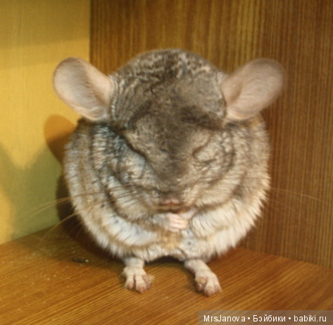 Шушенька | Бэйбики Шушенька — Болталка и разговоры обо всем: жизнь (фото 7)