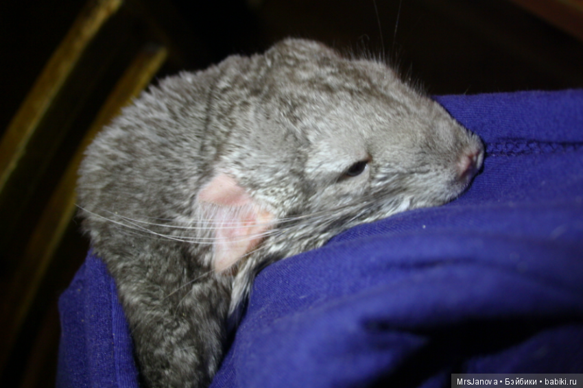 Шушенька | Бэйбики Шушенька — Болталка и разговоры обо всем: жизнь (фото 5)