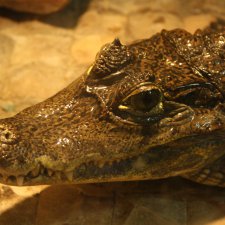 Псков. Эколого-биологический центр. Часть 1