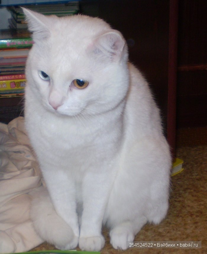 Кошки - моя страсть | Бэйбики Кошки - моя страсть — Интересные игрушки и фигурки (разное): редкие