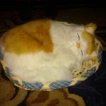 Кошки - моя страсть!