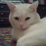 А вот и мой Снежок