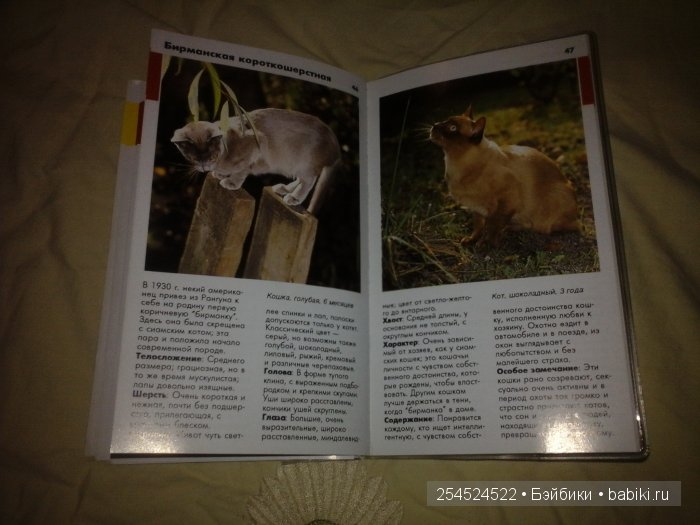 Мои коллекции календариков с кошками и вкладышей от жвачки | Бэйбики Мои коллекции календариков с кошками и вкладышей от жвачки (фото 6)