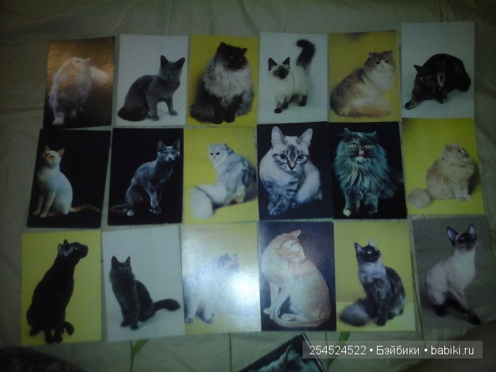 Мои коллекции календариков с кошками и вкладышей от жвачки | Бэйбики Мои коллекции календариков с кошками и вкладышей от жвачки (фото 5)