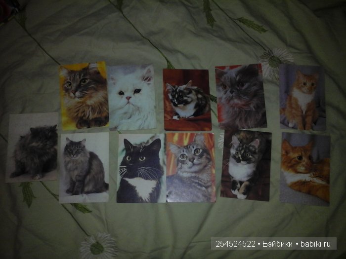 Мои коллекции календариков с кошками и вкладышей от жвачки | Бэйбики Мои коллекции календариков с кошками и вкладышей от жвачки