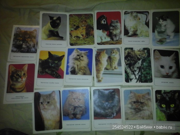 Мои коллекции календариков с кошками и вкладышей от жвачки | Бэйбики Мои коллекции календариков с кошками и вкладышей от жвачки (фото 4)