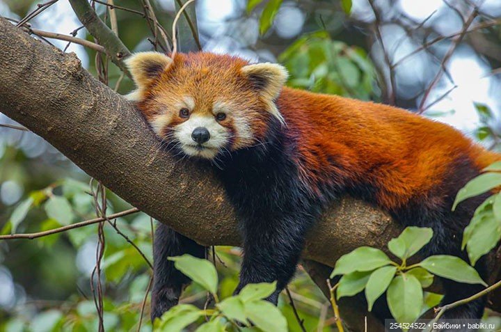 Красная панда от Mostoys — Коллекционные фигурки (разное): животные (фото 5)