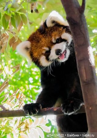 Красная панда от Mostoys — Коллекционные фигурки (разное): животные (фото 6)