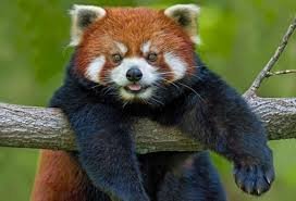 Красная панда от Mostoys — Коллекционные фигурки (разное): животные (фото 4)