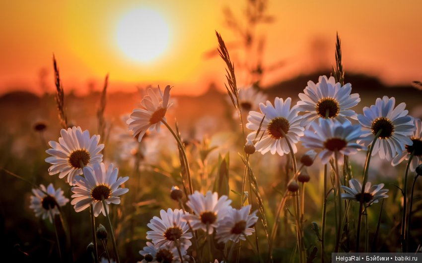 Легенда о ромашке — Культура