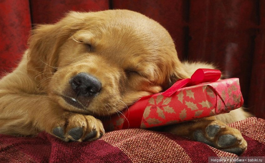 В чем нам и куклам встречать 2018 год Желтой Земляной Собаки (фото 2)