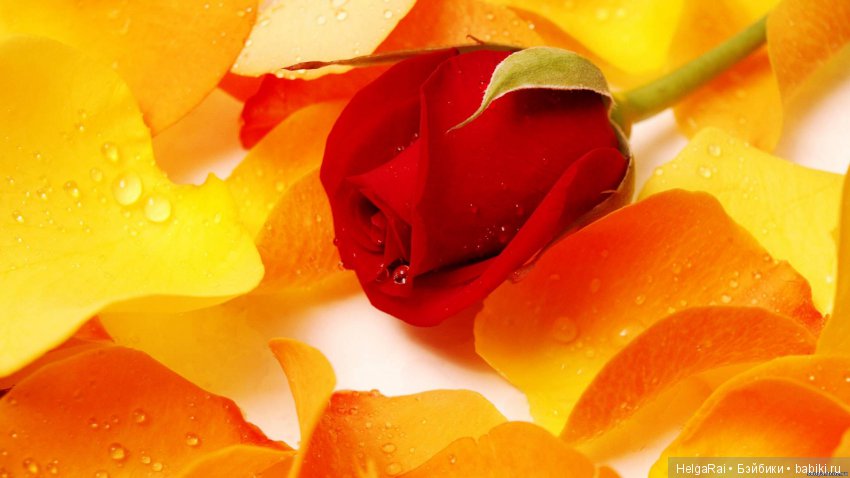 В чем нам и куклам встречать 2018 год Желтой Земляной Собаки