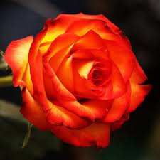 Рыжая девчонка или моя первая Zwergnase