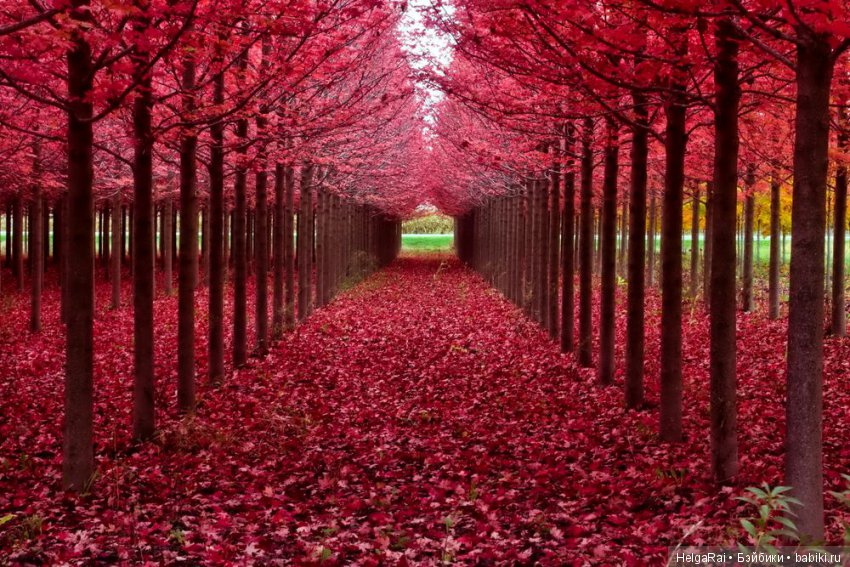 Осень цвета бордо — Куклы Adora (Адора): коллекционные виниловые (фото 5)