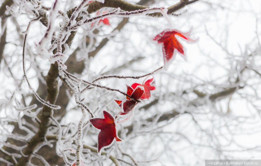 Осень цвета бордо — Куклы Adora (Адора): коллекционные виниловые