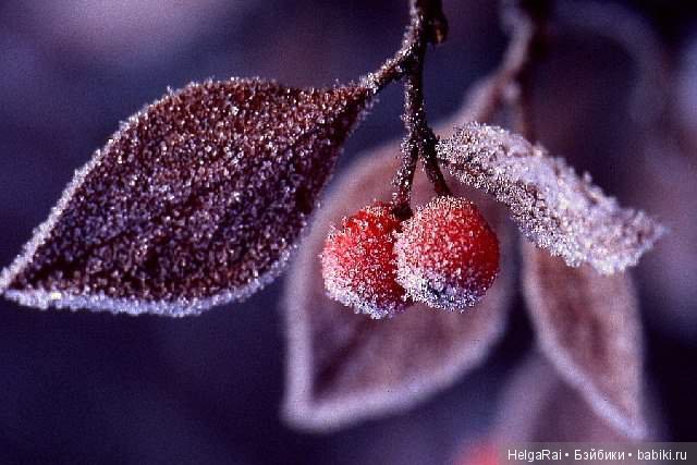 Осень цвета бордо — Куклы Adora (Адора): коллекционные виниловые