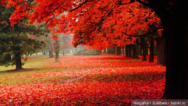 Осень цвета бордо — Куклы Adora (Адора): коллекционные виниловые (фото 4)