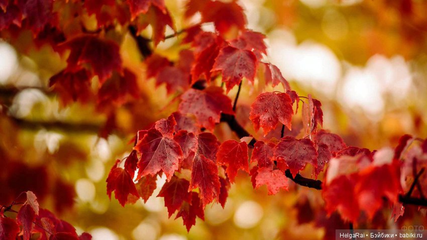 Осень цвета бордо — Куклы Adora (Адора): коллекционные виниловые (фото 2)