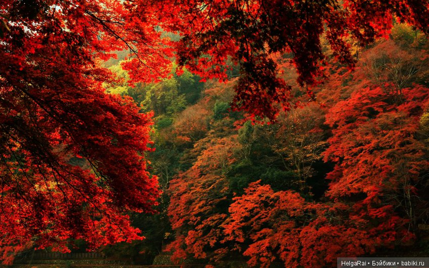 Осень цвета бордо — Куклы Adora (Адора): коллекционные виниловые (фото 3)