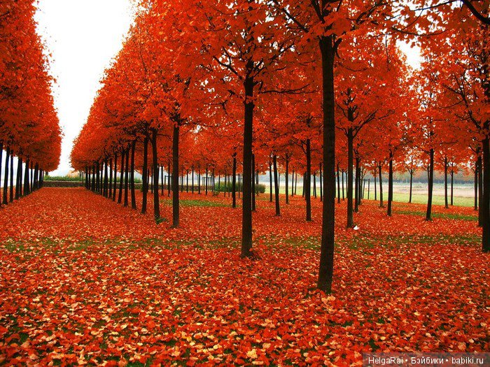 Осень цвета бордо — Куклы Adora (Адора): коллекционные виниловые