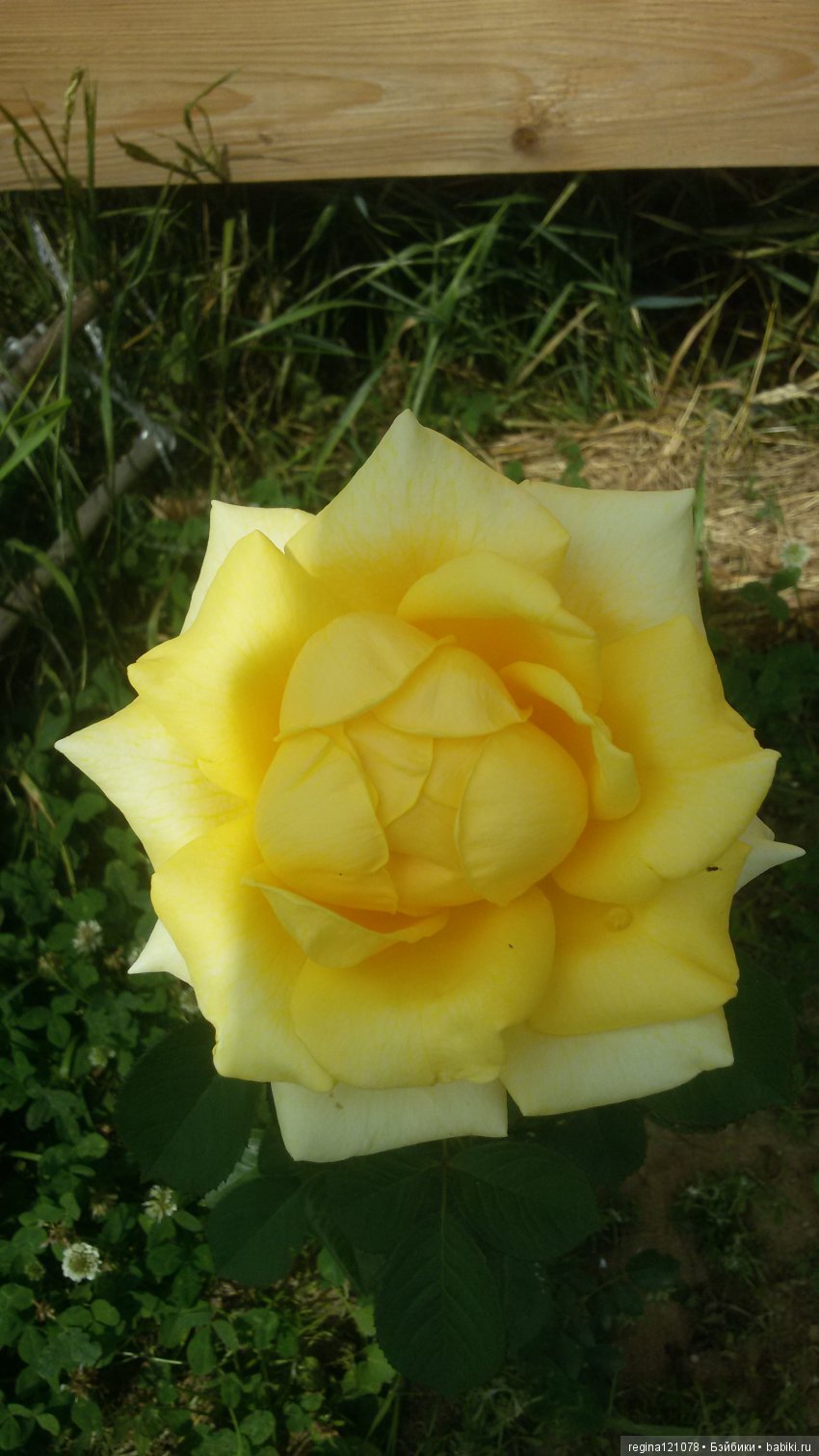 Новое платье Оками и первая садовая роза (фото 10)