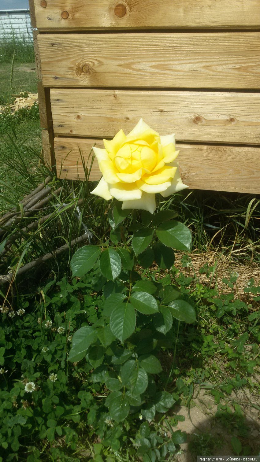 Новое платье Оками и первая садовая роза (фото 9)