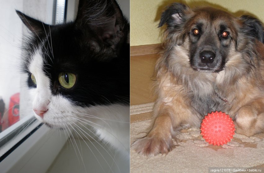 Кошка в доме - это такая радость