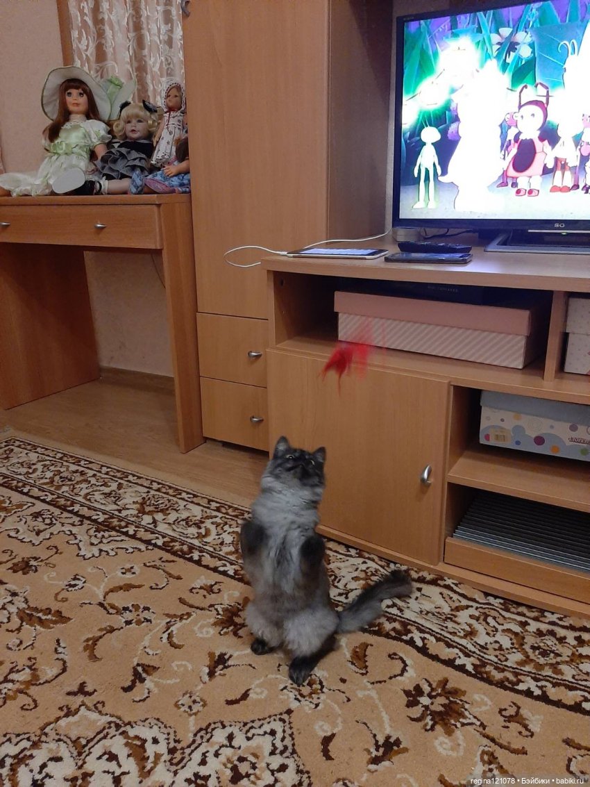 Кошка в доме - это такая радость (фото 3)