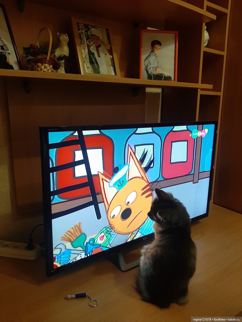 Кошка в доме - это такая радость (фото 9)