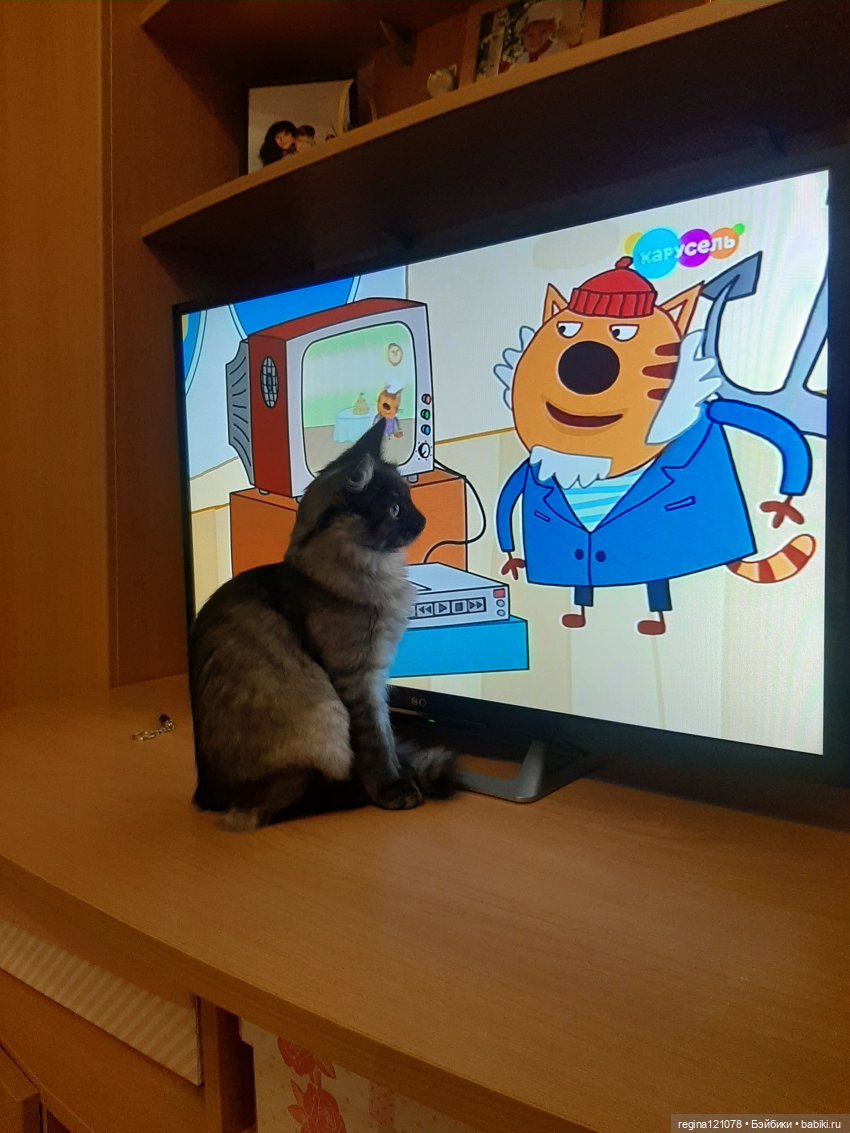 Кошка в доме - это такая радость (фото 10)