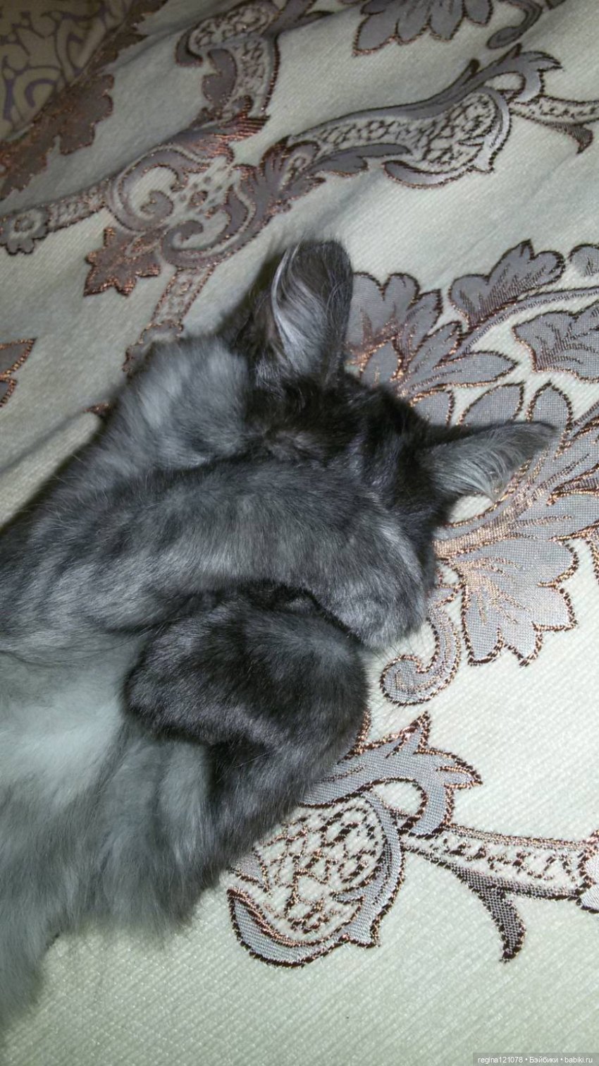 Кошка в доме - это такая радость (фото 6)