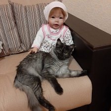 Кошка в доме - это такая радость