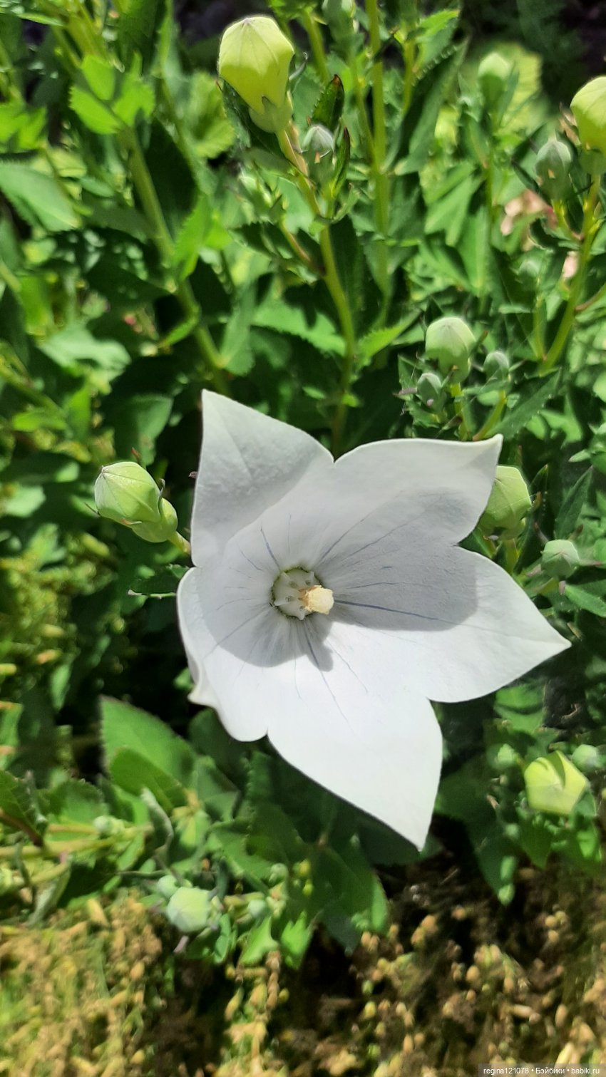 С Тони в деревне. И в гости сходили, и погулять успели | Бэйбики С Тони в деревне. И в гости сходили, и погулять успели (фото 7)