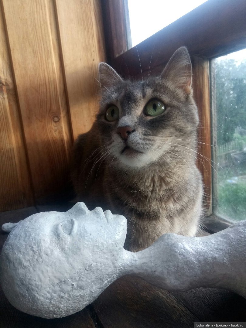 Лето... кошки... куклы — Болталка и разговоры обо всем: жизнь (фото 2)