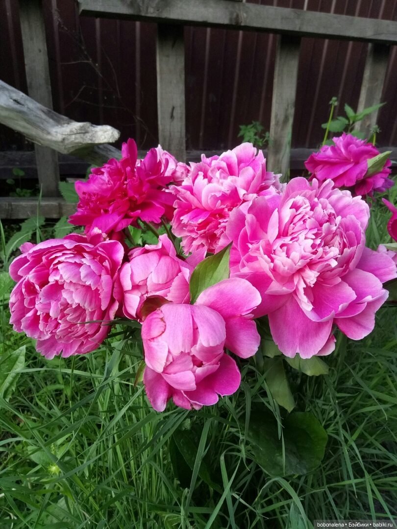 Лето... кошки/цветы... куклы часть 2