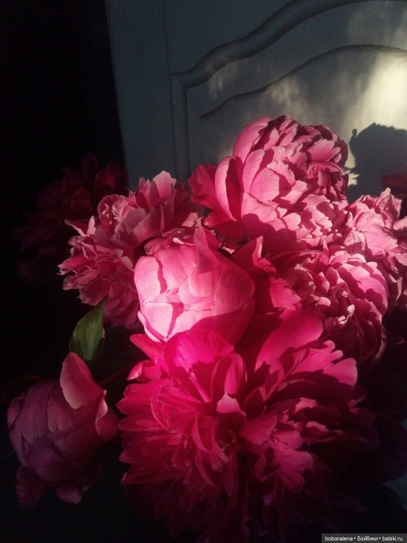 Лето... кошки/цветы... куклы часть 2 (фото 2)