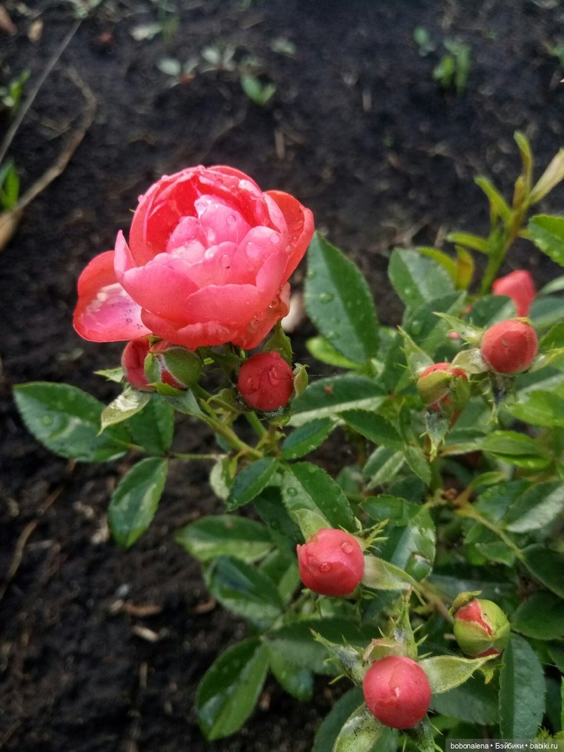 Лето... кошки/цветы... куклы часть 2 (фото 3)