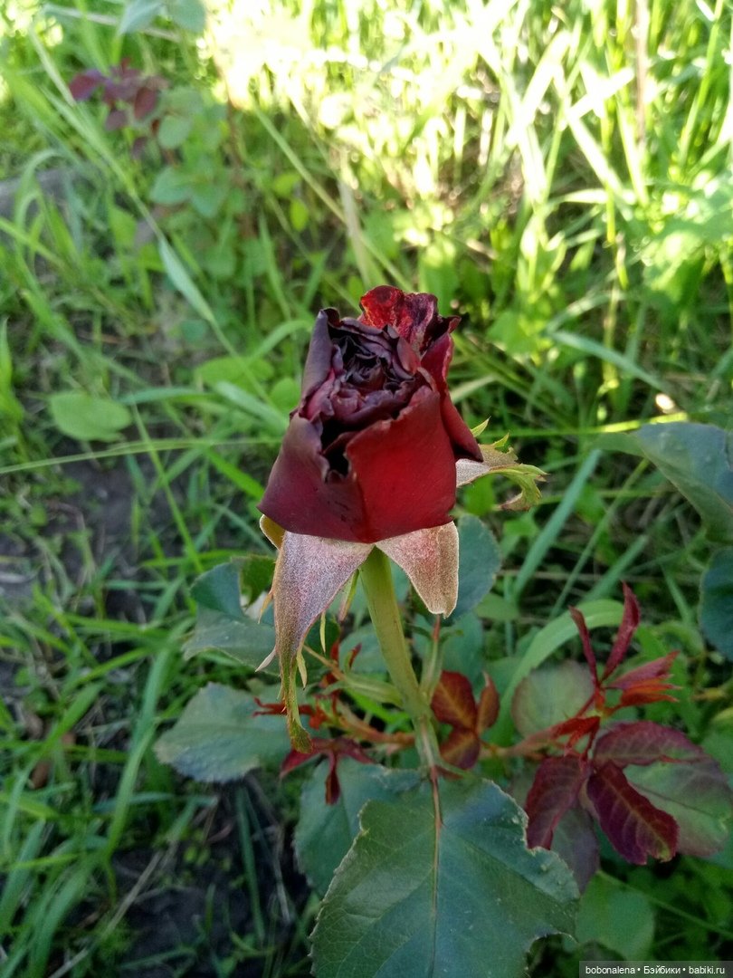 Лето... кошки/цветы... куклы часть 2 (фото 9)