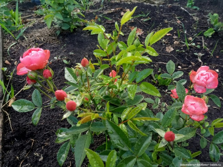 Лето... кошки/цветы... куклы часть 2 (фото 4)