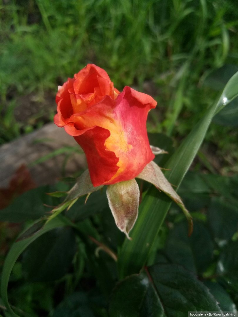 Лето... кошки/цветы... куклы часть 2 (фото 8)