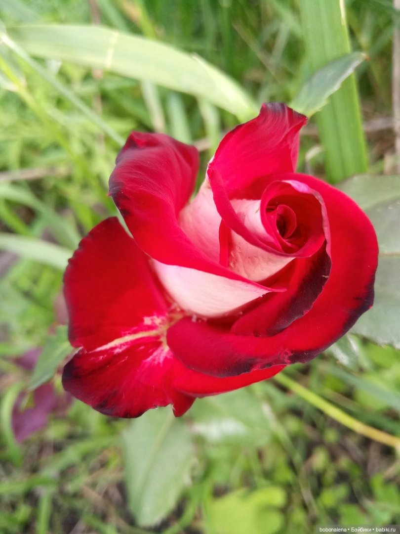 Лето... кошки/цветы... куклы часть 2 (фото 5)