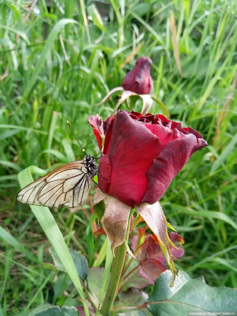 Лето... кошки/цветы... куклы часть 2 (фото 6)