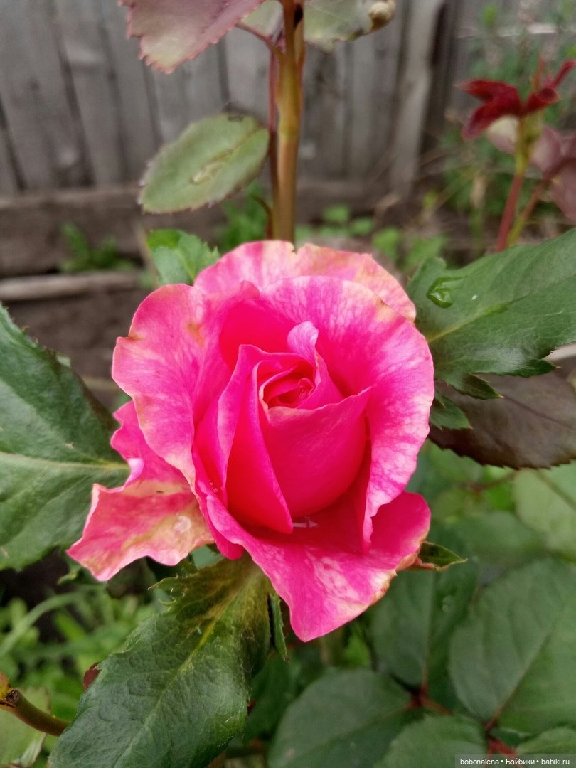 Лето... кошки/цветы... куклы часть 2 (фото 7)