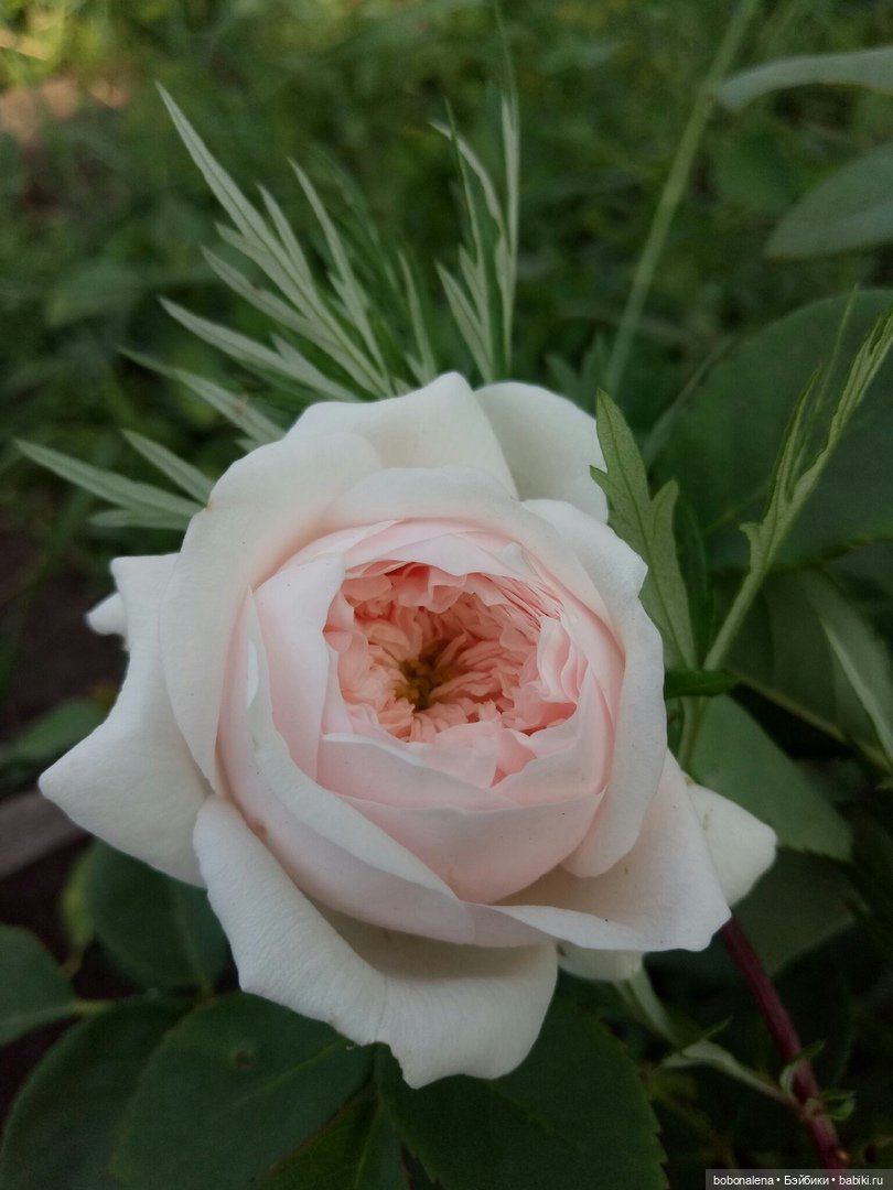 Роз много не бывает — Болталка и разговоры обо всем: жизнь (фото 7)