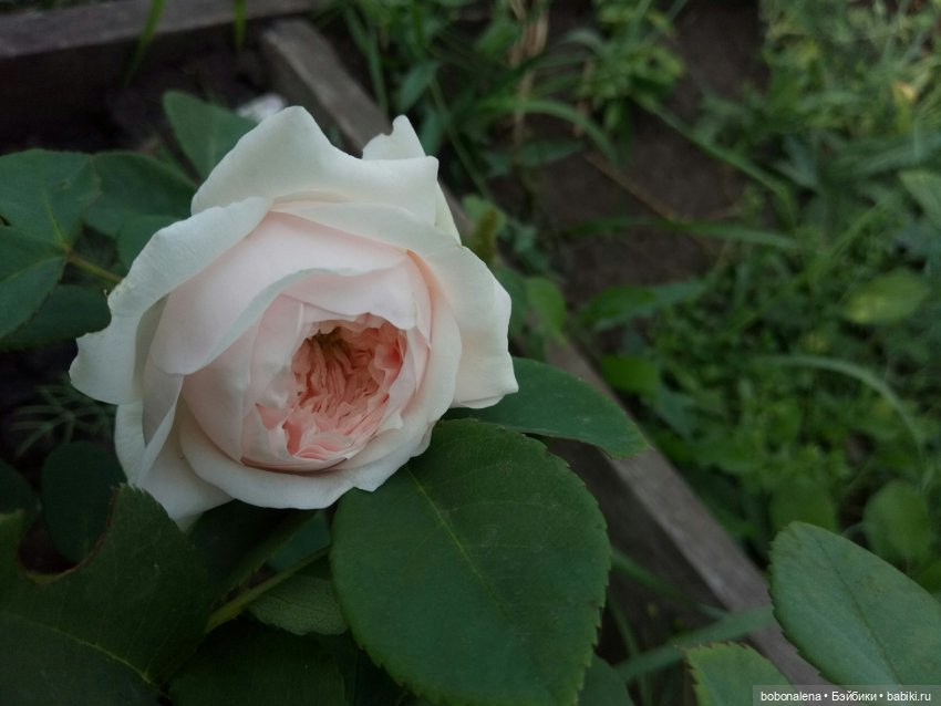 Роз много не бывает — Болталка и разговоры обо всем: жизнь (фото 2)