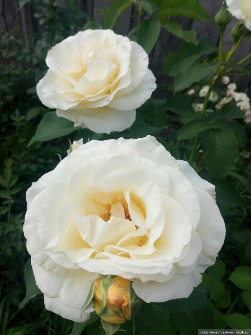 Роз много не бывает — Болталка и разговоры обо всем: жизнь (фото 4)