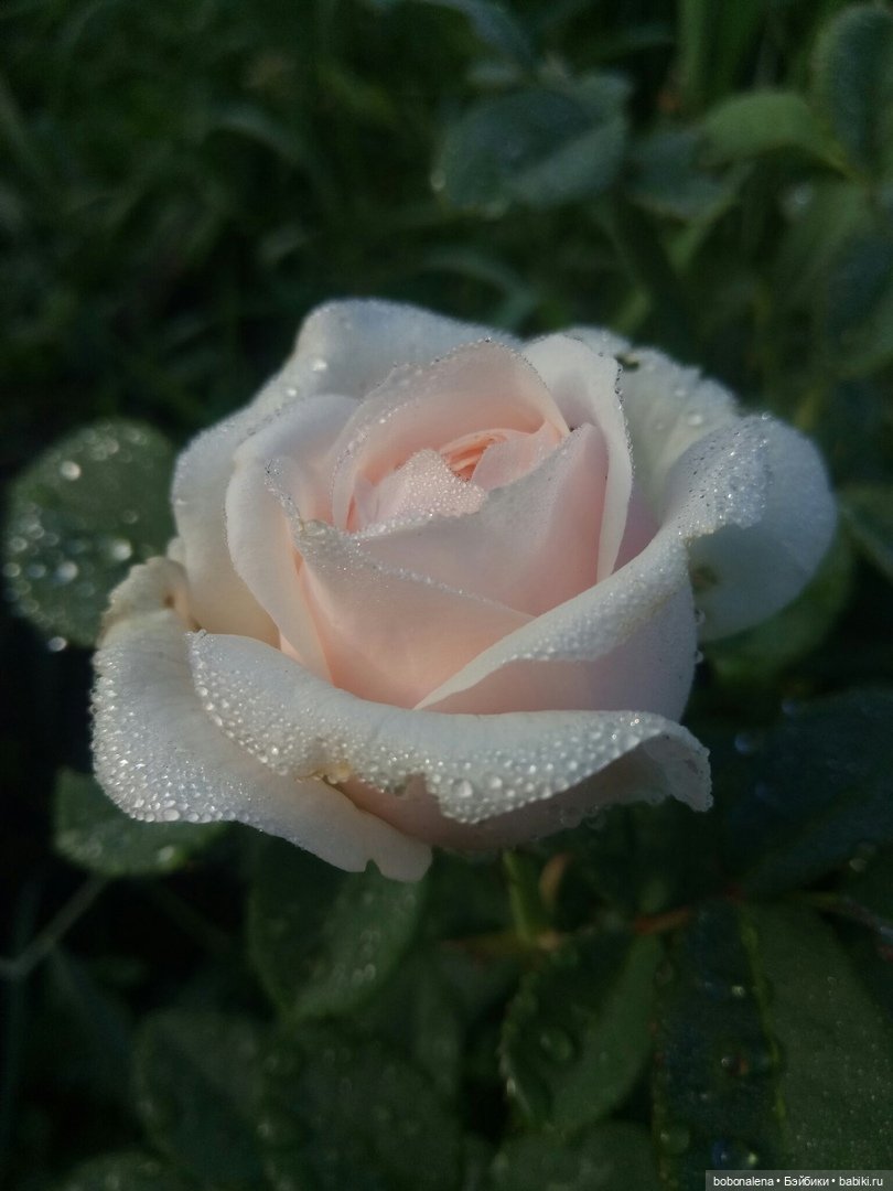 Роз много не бывает — Болталка и разговоры обо всем: жизнь (фото 3)